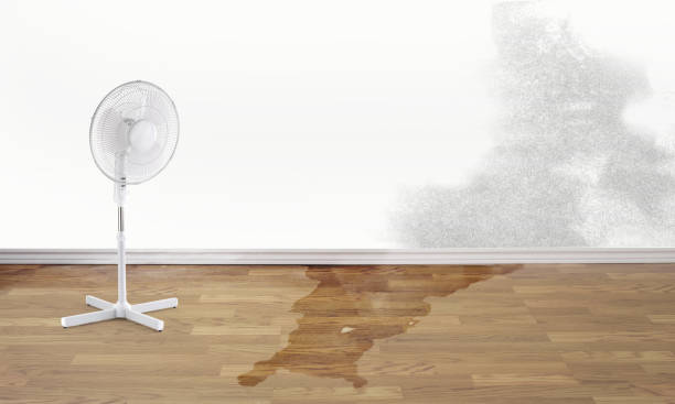 Best Mold removal after water damage  in Stockton University, NJ