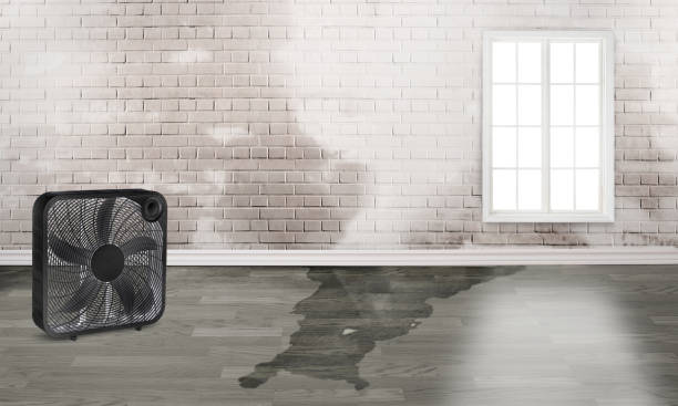 Best Water damage restoration near me  in Stockton University, NJ
